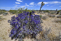 Mojave indigo bush (Psorothamnus arborescens) in flower, Mojave National Preserve, Mojave desert, California, USA. May.