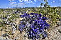 Mojave indigo bush (Psorothamnus arborescens) in flower, Mojave National Preserve, Mojave desert, California, USA. May.