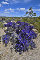 RF - Mojave indigo bush (Psorothamnus arborescens) in flower, Mojave National Preserve, Mojave desert, California, USA. May. (This image may be licensed either as rights managed or royalty free.)