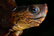 Close up of Painted wood turtle (Rhinoclemmys pulcherrima) with fly resting on nose, Heloderma Natural Reserve, Zacapa, Guatemala.