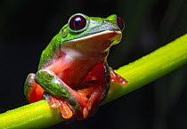 Black-eyed tree frog (Agalychnis moreletii) sitting on plant stem, Tarrales Natural Reserve, Guatemala.