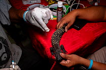 Guatemalan beaded lizard (Heloderma charlesbogerti) being tagged with identification chip after being found in the wild for a breeding project, Heloderma Natural Reserve, Zacapa, Guatemala, June 2023....