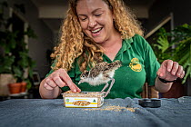 Wildlife rescuer and carer feeding mealworms to an orphan Masked lapwing (Vanellus miles) chick. Rescued after being attacked by a dog. Woy Woy Bay, New South Wales, Australia. December, 2019. Nature...