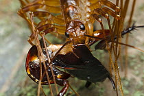House centipede (Thereuopoda longicornis) feeding on a Cockroach, Redlynch Valley, Queensland, Australia.
