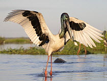 Black-necked stork (Ephippiorhynchus asiaticus) male chasing after a fish in shallow water, with Saltwater crocodile (Crocodylus porosus) in water behind, Corroboree billbong, Northern Territory, Aust...