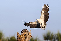 White-bellied sea eagle (Haliaeetus leucogaster) coming in to land on a fishing perch, Corroboree billabong,Northern Territory, Australia.