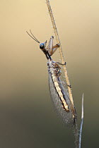Mantisfly (Mantispidae) resting on plant stem, Adelaide River Hills, Northern Territory, Australia.