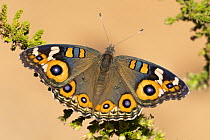 Meadow argus butterfly (Junonia villida) resting on plant, Adelaide River Hills, Northern Territory, Australia.