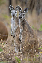 Two Antilopine wallaroo (Osphranter antilopinus), females, moving through dry savanna, Adelaide River Hills, Northern Territory, Australia.