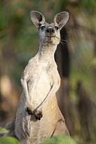 Antilopine wallaroo (Osphranter antilopinus) female, standing alert, feeding on grass, portrait, Adelaide River Hills, Northern Territory, Australia.