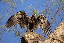 Wedgetail eagle (Aquila audax) spreading its wings, perched above a rocky gorge, Adelaide River Hills, Northern Territory, Australia.