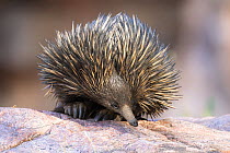 Short-beaked echidna (Tachyglossus aculeatus) resting on rock during the day, Adelaide River Hills, Northern Territory, Australia.