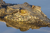 Saltwater crocodile (Crocodylus porosus) in water, head portrait, Corroboree billabong, Northern Territory, Australia.