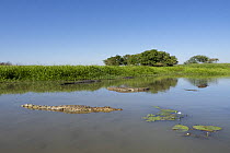Group of Saltwater crocodiles (Crocodylus porosus) congregating in shallow water in the dry season, Corroboree billabong, Northern Territory, Australia.