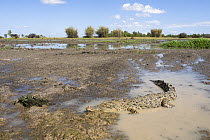 Saltwater crocodile (Crocodylus porosus) juvenile, basking on mud flats off Corroboree billabong, Northern Territory, Australia.