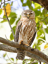 Barking owl (Ninox connivens) perched on branch,  day roosting, Corroboree billabong, Northern Territory, Australia.