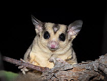 Savanna glider (Petaurus ariel) with small bald patch of fur on forehead, sitting in tree at night, Adelaide River Hills, Northern Territory, Australia.
