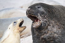 Two Hooker's sea lions (Phocarctos hookeri) male and female, confrontation during courtship in the breeding season, Enderby Island, New Zealand.