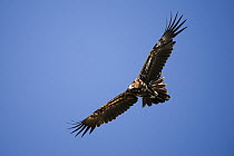 Wedgetail eagle (Aquila audax) flying low, Adelaide River Hills, Northern Territory, Australia.