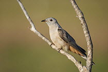 Brush cuckoo (Cacomantis variolosus) perched on branch, Corroboree billabong, Northern Territory, Australia.