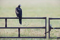 Wedgetail eagle (Aquila audax) perched on gate, looking back, Barkly Tablelands, Northern Territory, Australia.