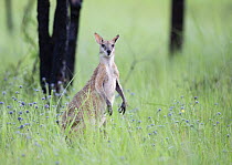 Agile wallaby (Macropus agilis) standing alert in long grass, Northern Territory, Australia.