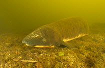 Queensland lungfish (Neoceratodus forsteri) resting on riverbed, Mary River, Queensland, Australia. Endangered.