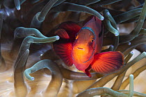 Spine-cheek anenomefish (Premnas biaculeatus) female, resting in its Anemone home, Coral Sea.