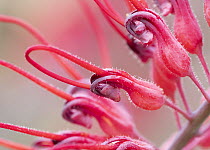 Dryander's grevillea (Grevillea dryandri) in flower, Adelaide River Hills, Northern Territory, Australia.