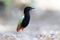 RF - Rainbow pitta (Pitta iris) portrait, Adelaide River Hills, Northern Territory, Australia. (This image may be licensed either as rights managed or royalty free.)
