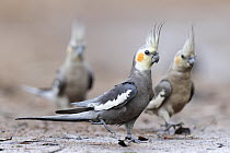 Three Cockatiels (Nymphicus hollandicus) walking down to a puddle to drink on a hot, overcast day, Pine Creek, Northern Territory, Australia.