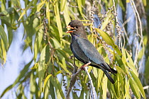 Oriental dollarbird (Eurystomus orientalis) perched in an Acacia tree (Acacia sp.) calling, Pine Creek, Northern Territory, Australia.