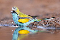 Hooded parrots (Psephotus dissimilis) pair drinking from a puddle in a drying creek bed, Pine Creek, Northern Territory, Australia.