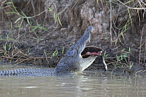 Saltwater crocodile (Crocodylus porosus) in shallow water feeding on a Northern long-necked turtle (Chelodina rugosa), Corroboree billabong, Northern Territory, Australia.