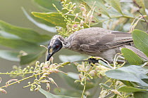 Helmeted friarbird (Philemon buceroides) feeding on nectar of flowering Clothes-peg tree (Grevillea decurrens), Adelaide River Hills, Northern Territory, Australia.