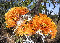 Darwin woollybutt (Eucalyptus miniata) in flower, Adelaide River Hills, Northern Territory, Australia.
