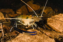 Giant freshwater prawn / Cherabin (Macrobrachium spinipes) resting on creek bed, Adelaide River Hills, Northern Territory, Australia.
