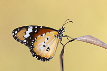 Lesser wanderer butterfly (Danaus petilia) portrait, Adelaide River Hills, Northern Territory, Australia.
