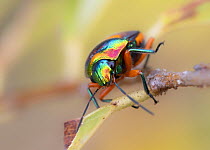 Green jewel bug (Lampromicra senator) portrait, Adelaide River Hills, Northern Territory, Australia.