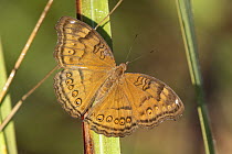 Chocolate argus butterfly (Junonia hedonia) basking in morning sun, Adelaide River Hills, Northern Territory, Australia.