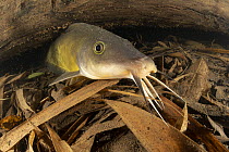 Eel-tail catfish (Neosilurus ater) resting on creek bed, Lawn Hill Creek, Queensland, Australia.