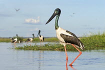 Black-necked storks (Ephippiorhynchus asiaticus) wading in shallow water, adult male in foreground, Corroboree billabong, Northern Territory, Australia.
