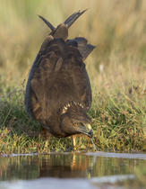 Swamp harrier (Circus approximans) drinking at water's edge, Lake Ellesmere, Canterbury, New Zealand.