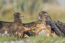 Two Swamp harriers (Circus approximans) fighting over prey, Lake Ellesmere, Canterbury, New Zealand.