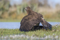 Swamp harrier (Circus approximans) mantling over prey, with wings spread, Lake Ellesmere, Canterbury, New Zealand.