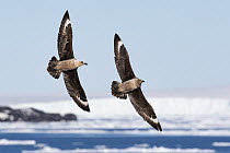 Two South polar skuas (Stercorarius maccormicki) flying over broken pack ice, Ross Sea, Antarctica.