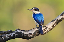 Forest kingfisher (Todiramphus macleayii) perched on a charred branch in savannah woodland, Adelaide River Hills, Northern Territory, Australia.