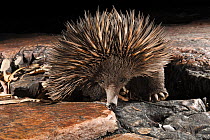 Short-beaked echidna (Tachyglossus aculeatus) exploring the base of a deep sandstone gorge at night, Adelaide River Hills, Northern Territory, Australia.