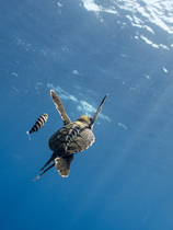 Green turtle (Chelonia mydas) juvenile, swimming in open ocean accompanied by two Pilot fish (Naucrates ductor) and a Remora, eastern Pacific Ocean. Endangered.