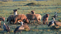 Spotted hyena (Crocuta crocuta) clan feeding on dead young Eastern white-bearded wildebeest (Connochaetes taurinus) whilst defending it from White backed vultures (Gyps africanus) and Rupell's vulture...